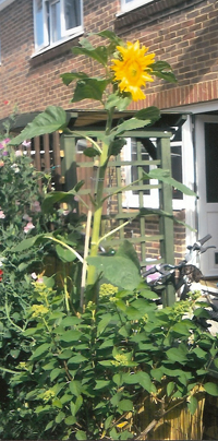Keiran Gagg's 7'11'' winning sunflower