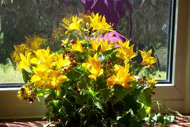 Flowers back-lit by the sun